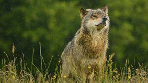 Bengt Holst: Der hersker en farlig ligegyldighed, når det kommer til forbrydelser mod naturen