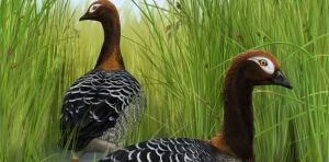 Meet the ‘Old Mother Goose’ from NZ’s subtropical prehistoric past