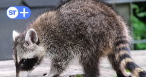 Wir müssen lernen, mit dem Waschbären zu leben
