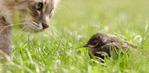 Our pets are destroying biodiversity – but a few changes in EU law could make all the difference