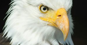 Animal Consciousness: Behavioral Flexibility is Ubiquitous