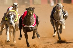 Fears over SA greyhound racing deaths as inquiry deadline looms