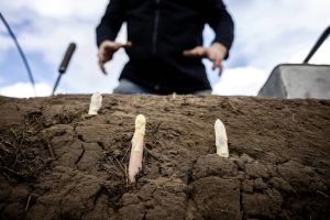 Saisonstart Ende März: Warum Beelitzer Spargel dann bis zu 18 Euro pro Kilo kostet