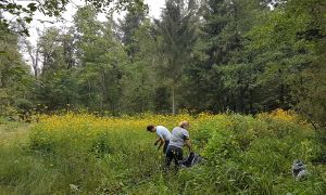 Vloga zdravilnih in aromatičnih rastlin v naravi in za človeka