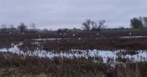 Nature reserve 'brimming with potential' after reserve 'rewetted'