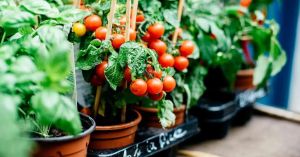How to Grow Tomatoes on Your Balcony: A Simple Guide for Indian Homes& Balconies