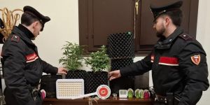 Portomaggiore, coltivava marijuana in casa: denunciato 45enne