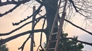 Montebelluna, precipita per dieci metri mentre pota un albero: anziano muore sul colpo