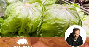 The days of $10 lettuces might return this winter