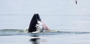 Lo que el ADN ambiental revela: las huellas ocultas de los gigantes del mar