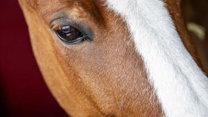 Bi­list på­kø­rer hest: Plud­se­lig stod den midt på vejen