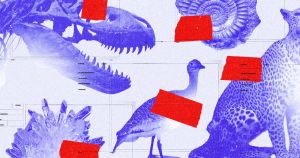 Kleiner Dinosaurier ohne Papiere: Wem gehört die Natur?