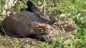 Sorpresa a Careggi. Una mamma cinghiale si stende sul prato per allattare i suoi piccoli