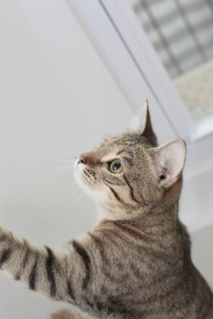 The Song of the Kanaani: Cats, Creation, and a Shepherd’s Prayer