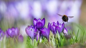 Ist der Frühling vielleicht nur eine Erfindung der Grußkartenbranche?