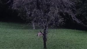 Allarme lupi nelle valli pordenonesi: il sindaco di Tramonti lancia una petizione per il contenimento