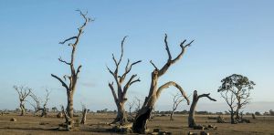 A wild girl considers land rights and community in Eva Hornung’s ‘utterly gripping’ new novel