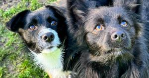 Two terriers abandoned at remote lighthouse looking for home in Norfolk