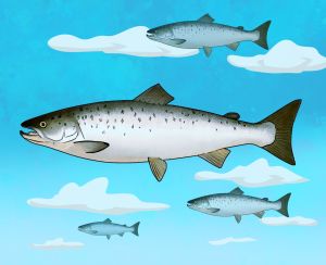 O salmão do Umberto