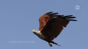 ‘ആ പരുന്ത് ചാവാൻ കിടന്നപ്പോൾ കൊണ്ടുവന്ന് വളർത്തിയതാണ്, തെറ്റാണെന്ന് അറിയില്ലായിരുന്നു’