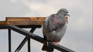 Piano di controllo dei piccioni: “Ora il numero è crollato”