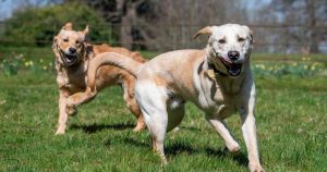 Daffodils and tulips among plants that could seriously harm dogs this spring