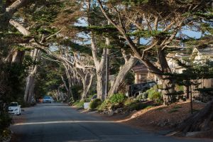 A 200-year-old cypress tree is tearing Carmel apart
