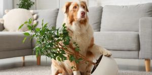 Así afectan las plantas y los perros a la calidad del aire de nuestras casas