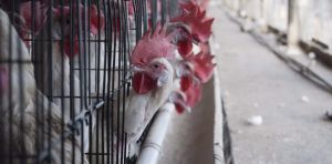 Les animaux et le droit : vers une remise en question de nos catégories juridiques