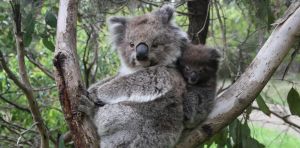 We thought inbred koalas were at risk of extinction. But what we discovered upends genetic conventions