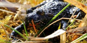 Wasps and frogs keep evolving a crucial pain molecule in their venom. Now we know why