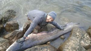 La caccia al pesce siluro, il “predatore del fiume”: catturato un esemplare di un quintale