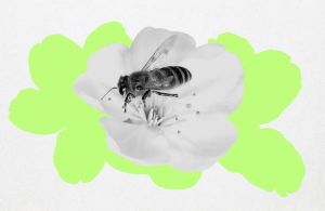 ¿Por qué los almendros ahora florecen antes de tiempo?