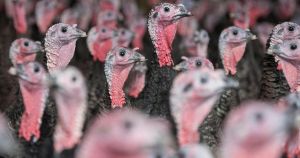 New vaccine trials are a 'significant step forward' in the battle against bird flu