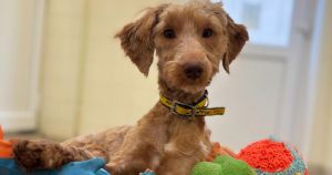 Rescue centre issues urgent appeal to help 70 dogs in its care