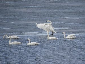 On the Road: Trumpeter swans heralding spring