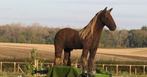 Horse sculpture that appeared on roundabouts across Norfolk sold at auction