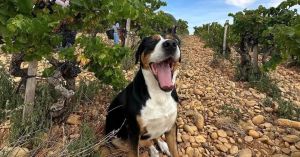 Como atualizar uma receita secular de vinho? Châteauneuf‑du‑Pape responde