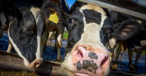 Farming leaders welcome decision to save 'vital' vet school from closure