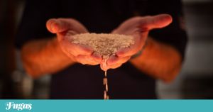 A catástrofe do arroz em Portugal