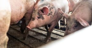 Ein Schritt zu mehr Tierschutz