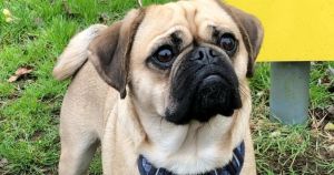 Pug 'full of energy and love' searching for forever home in Norfolk