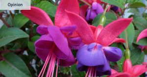 A garden full of memories and hope: The best therapy money can buy