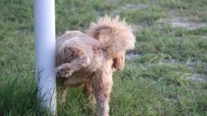 Hoy va de virus, por José Manuel Etxaniz