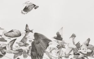 EXHIBITION: URDU’S LINGUISTIC ECHOES