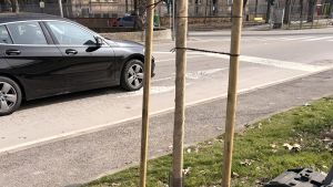 Investimenti sulle aree verdi. Nuovi alberi a Cento e frazioni