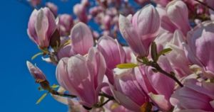 Ανθισμένες Μανόλιες