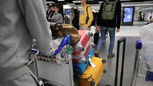 Oltre 20 mila voli cancellati nel Golfo. La corsa ad ostacoli dei rimborsi