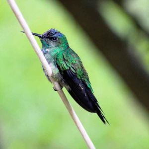 A bela e inesperada visita que recebi em casa