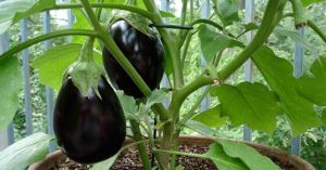 A Beginner’s Guide to Growing Brinjal at Home in Small Spaces